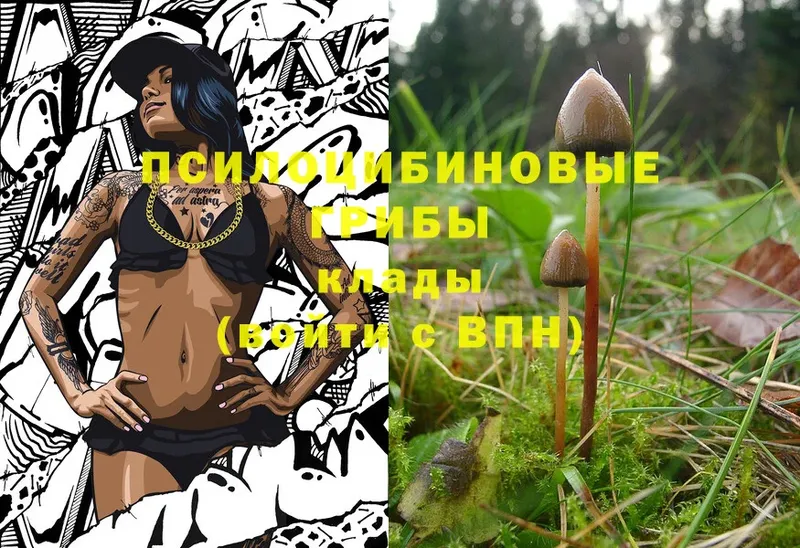 Галлюциногенные грибы Psilocybine cubensis  Пудож 